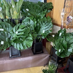 モンステラ　切葉の画像