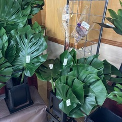 モンステラ　切葉の画像