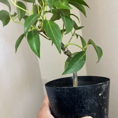 ツピタンサスの画像