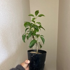 ツピタンサスの画像