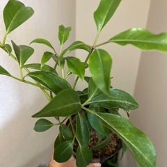 ツピタンサスの画像