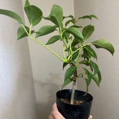 ツピタンサスの画像