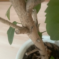 【お譲りする方決まりました】ハイビスカスの画像