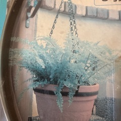 ハンギングリング　Lの画像