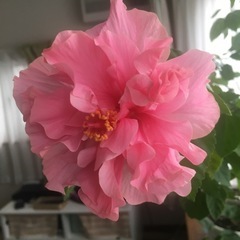 【お譲りする方決まりました】ハイビスカスの画像