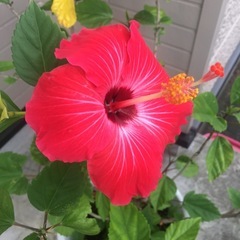 【お譲りする方決まりました】ハイビスカスの画像