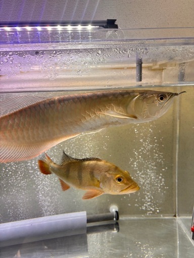 大至急！！11月15日まで！！引越しの為！！巨大魚 熱帯魚 生体、飼育セット1式付き！！アロワナ キクラ ポリプ