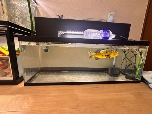 大至急！！11月15日まで！！引越しの為！！巨大魚 熱帯魚 生体、飼育セット1式付き！！アロワナ キクラ ポリプ