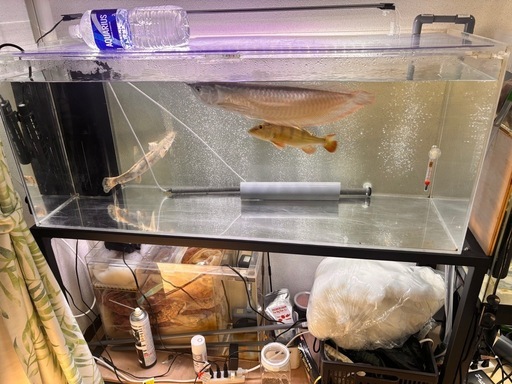 大至急！！11月15日まで！！引越しの為！！巨大魚 熱帯魚 生体、飼育セット1式付き！！アロワナ キクラ ポリプ