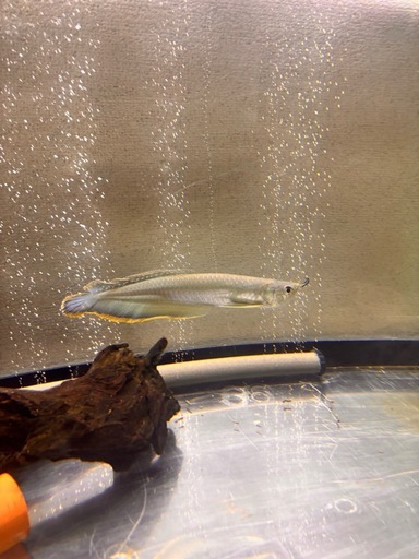 大至急！！11月15日まで！！引越しの為！！巨大魚 熱帯魚 生体、飼育セット1式付き！！アロワナ キクラ ポリプ