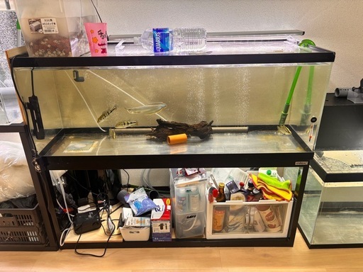 大至急！！11月15日まで！！引越しの為！！巨大魚 熱帯魚 生体、飼育セット1式付き！！アロワナ キクラ ポリプ