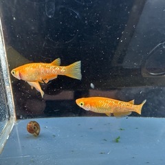 メダカ 紅帝ラメ 1ペア＋メスの画像