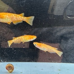 メダカ 紅帝ラメ 1ペア＋メスの画像