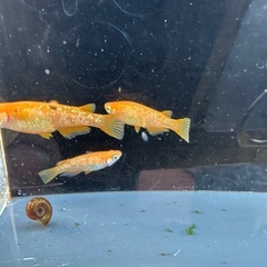 メダカ 紅帝ラメ 1ペア＋メスの画像