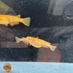 メダカ 紅帝ラメ 1ペア＋メスの画像