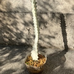 ユーフォルビアホワイトゴーストの画像