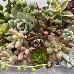 多肉植物カット詰め合わせ　寄せ植えにの画像