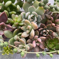 多肉植物カット詰め合わせ　寄せ植えにの画像