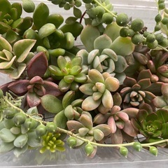 多肉植物カット詰め合わせ　寄せ植えにの画像