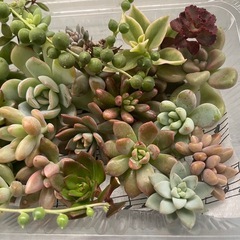 多肉植物カット詰め合わせ　寄せ植えにの画像