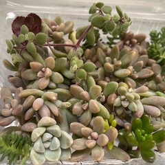 多肉植物カット詰め合わせ　ちまちま寄せ植えにの画像
