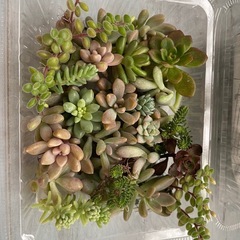 多肉植物カット詰め合わせ　ちまちま寄せ植えにの画像