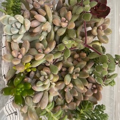 多肉植物カット詰め合わせ　ちまちま寄せ植えにの画像