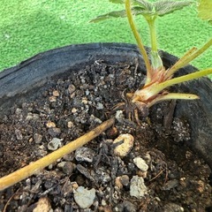 今期最後の白イチゴの苗 2株の画像