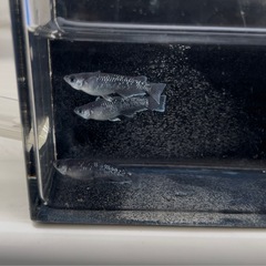 ☀︎真ギャッツビー☀︎(メダカ)の画像