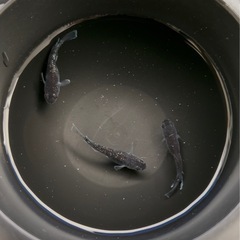 ☀︎真ギャッツビー☀︎(メダカ)の画像