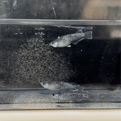 ☀︎真ギャッツビー☀︎(メダカ)の画像