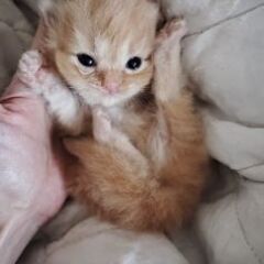 スコティッシュフォールド多頭崩壊レスキュー