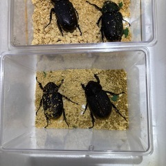 ヘラクレス・ヘラクレス(メス単)の画像