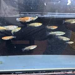 メダカ ラメ王 18匹 選別もれの画像