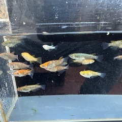 メダカ ラメ王 18匹 選別もれの画像