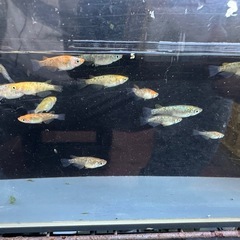 メダカ ラメ王 18匹 選別もれの画像