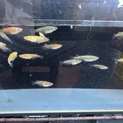 メダカ ラメ王 18匹 選別もれの画像