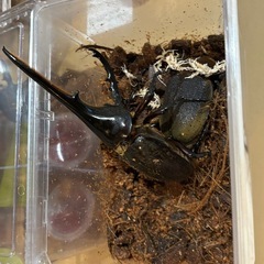 ヘラクレス・ヘラクレス(メス単)の画像