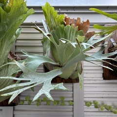 P.Pegasus ビカクシダペガサス【A】の画像