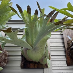 P.Pegasus ビカクシダペガサス【B】の画像