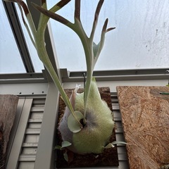 P.Lemoinei 　ビカクシダレモイネイの画像