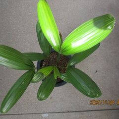 観音竹　（引き取り限定）の画像