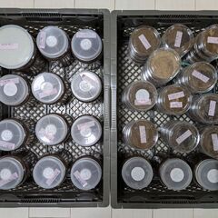 パプアキンイロクワガタ幼虫、ウェスターマンヒラタクワガタ幼虫の画像