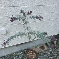 銀葉アカシア・プルプレアの画像