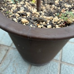 銀葉アカシア・プルプレアの画像