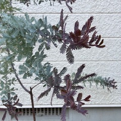 銀葉アカシア・プルプレアの画像