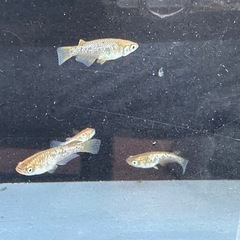 メダカ 琥珀ラメ 2ペアの画像