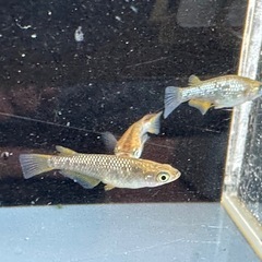 メダカ 琥珀ラメ 2ペアの画像