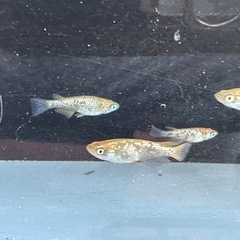 メダカ 琥珀ラメ 2ペアの画像