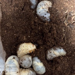 栃木県産カブトムシの幼虫
の画像